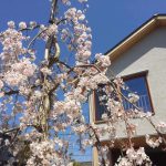 お客様に、写真で報告して頂いた、 しだれ桜、満開です！