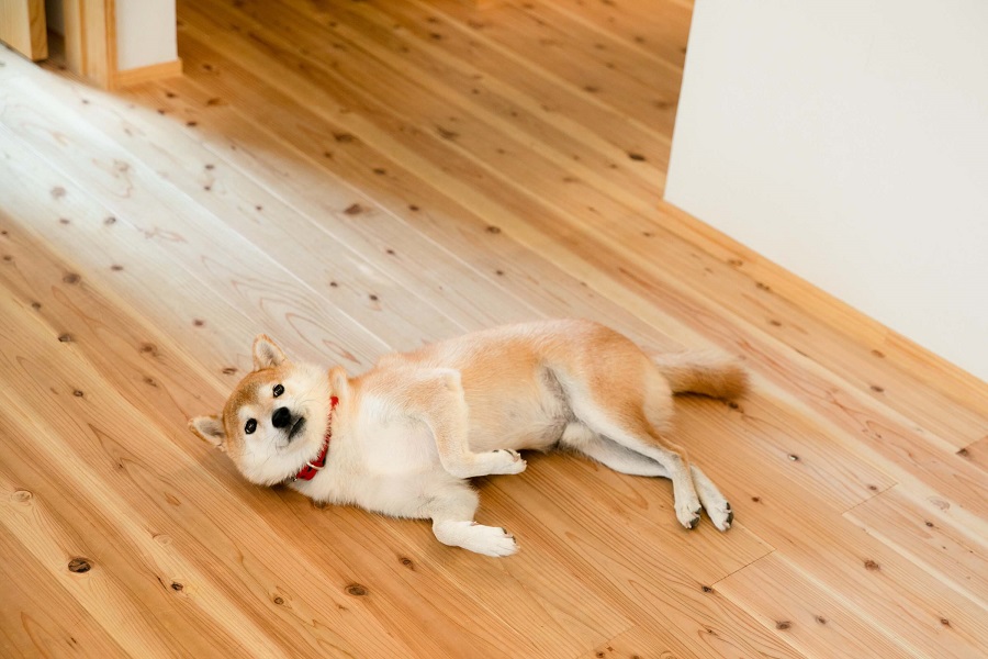 dog and flooring