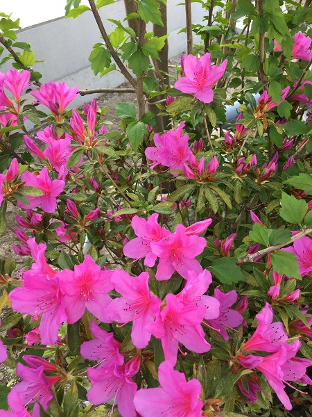 福岡の工務店の花